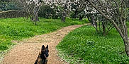 Tika a rejoint le concours — aidez-le/la à gagner de superbes lots ! animal, canine, dog, flower, germanshepherd, grass, green, grove, land, nature, outdoors, park, path, pet, plant, puppy, trail, tree, vegetation, woodland