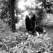 Tika a rejoint le concours — aidez-le/la à gagner de superbes lots ! animal, black_and_white, black_dog, canine, dog, flora, garden, grass, laying_down, leaves, monochrome, nature, outdoor, pet, quiet, relaxing, serene, shaded, tree, wildlife