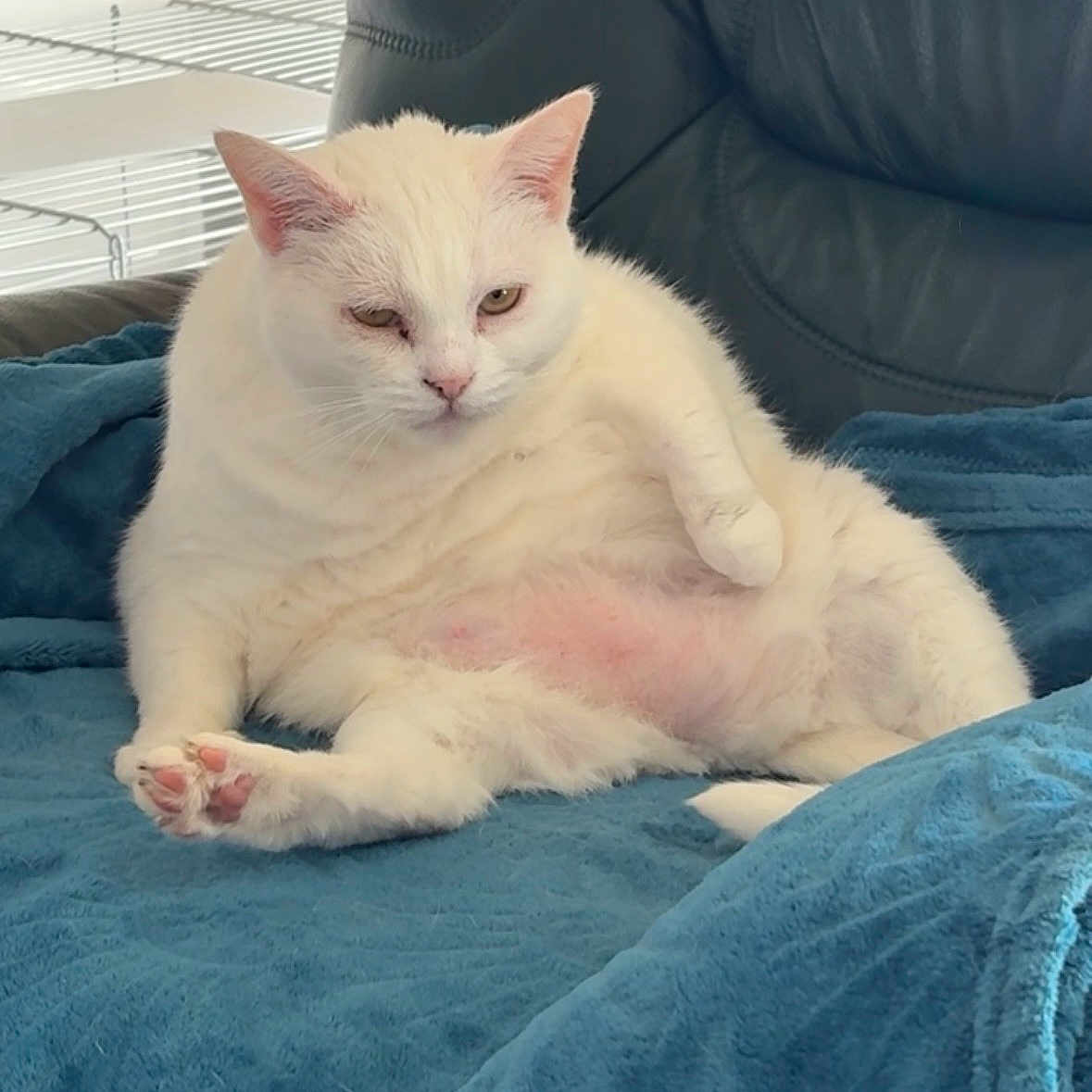 Mimi a rejoint le concours — aidez-le/la à gagner de superbes lots ! animal, blanket, blue_blanket, cat, cozy, cute, domestic_animal, feline, fluffy, fur, indoor, leather_chair, paw, pet, pink_nose, relaxed, resting, sitting, whiskers, white_cat