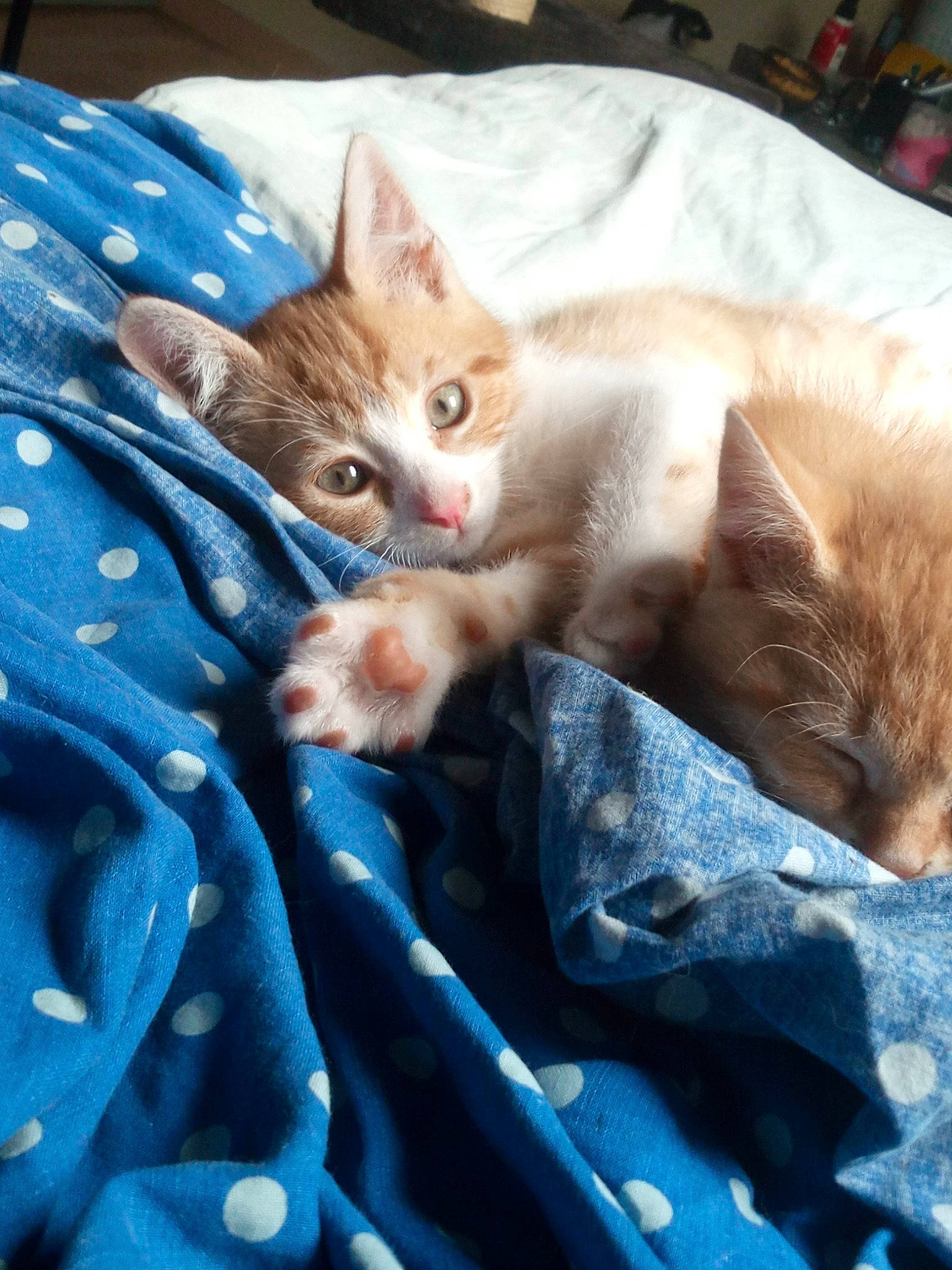 Karma participe au concours pour gagner de l'argent avec cette photo : arabian_mau, asian, carnivore, cat, claw, domestic_short_haired_cat, european_shorthair, fawn, felidae, fur, german_rex, kitten, mammal, nap, ojos_azules, small_to_medium_sized_cats, whiskers