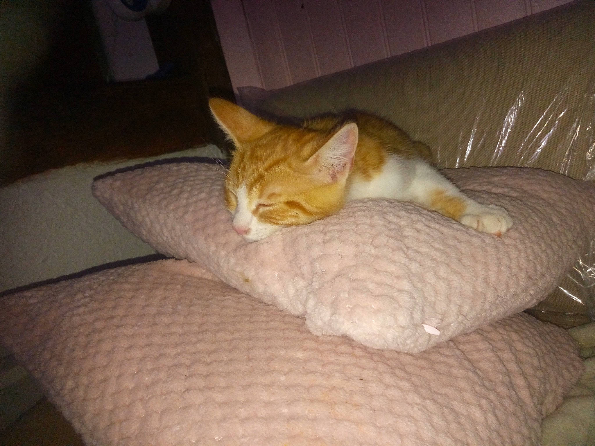 Karma participe au concours pour gagner de l'argent avec cette photo : aegean_cat, arabian_mau, asian, australian_mist, carnivore, cat, comfort, domestic_short_haired_cat, european_shorthair, fawn, felidae, german_rex, leg, nap, ojos_azules, polydactyl_cat, singapura, small_to_medium_sized_cats, tail, whiskers