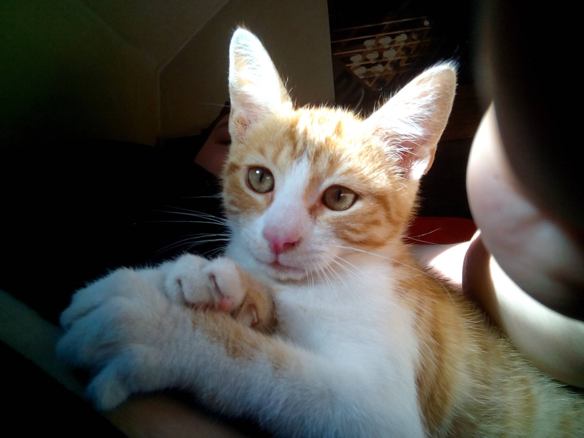 Karma a rejoint le concours — aidez-le/la à gagner de superbes lots ! aegean_cat, american_wirehair, arabian_mau, asian, carnivore, cat, domestic_short_haired_cat, ear, european_shorthair, eye, felidae, kitten, mammal, nose, skin, small_to_medium_sized_cats, snout, turkish_van, vertebrate, whiskers