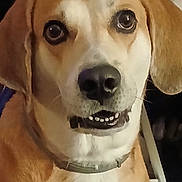 Buddy joined the competition — help win amazing prizes! animal, brown, canine, close_up, collar, companion, dog, domestic, ears, expression, face, fur, indoor, looking, muzzle, pet, portrait, snout, teeth, white