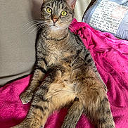 Tomy a rejoint le concours — aidez-le/la à gagner de superbes lots ! cat, tabby, pet, animal, feline, indoor, couch, blanket, pink, relaxed, sitting, fur, whiskers, yellow_eyes, tail, domestic_cat, cozy, home, cute, resting