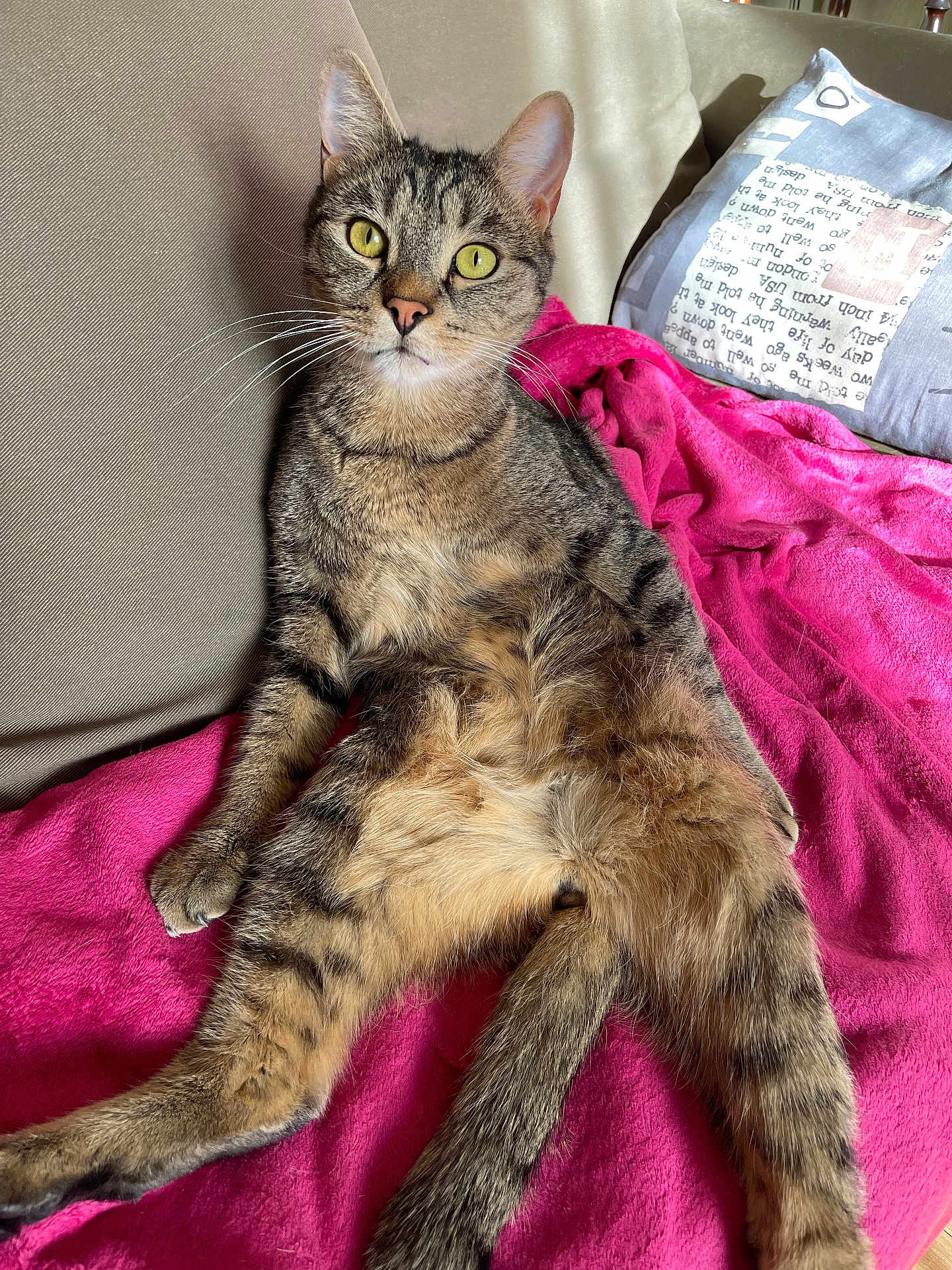 Tomy a rejoint le concours — aidez-le/la à gagner de superbes lots ! cat, tabby, pet, animal, feline, indoor, couch, blanket, pink, relaxed, sitting, fur, whiskers, yellow_eyes, tail, domestic_cat, cozy, home, cute, resting