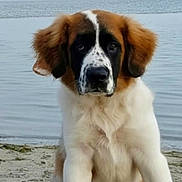 Aspen joined the competition — help win amazing prizes! dog, puppy, beach, sand, water, outdoor, animal, cute, pet, sitting, fur, ears, white, brown, black, nature, calm, leash, portrait, young