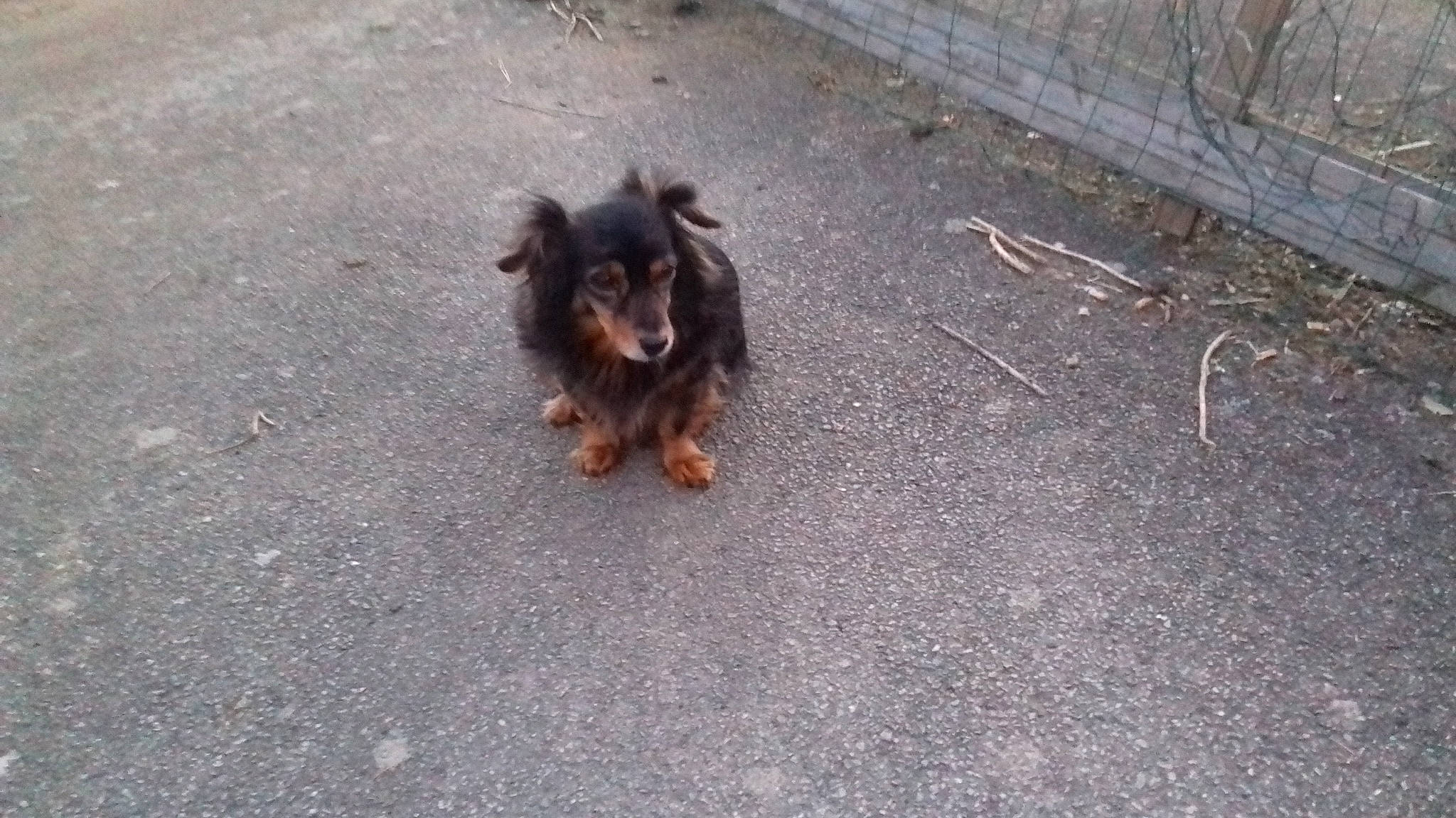 Lola