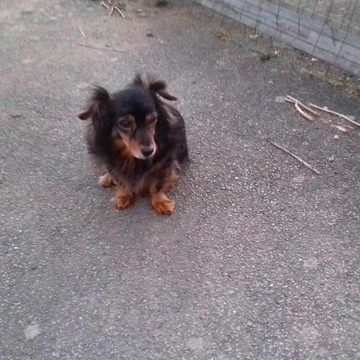 Lola