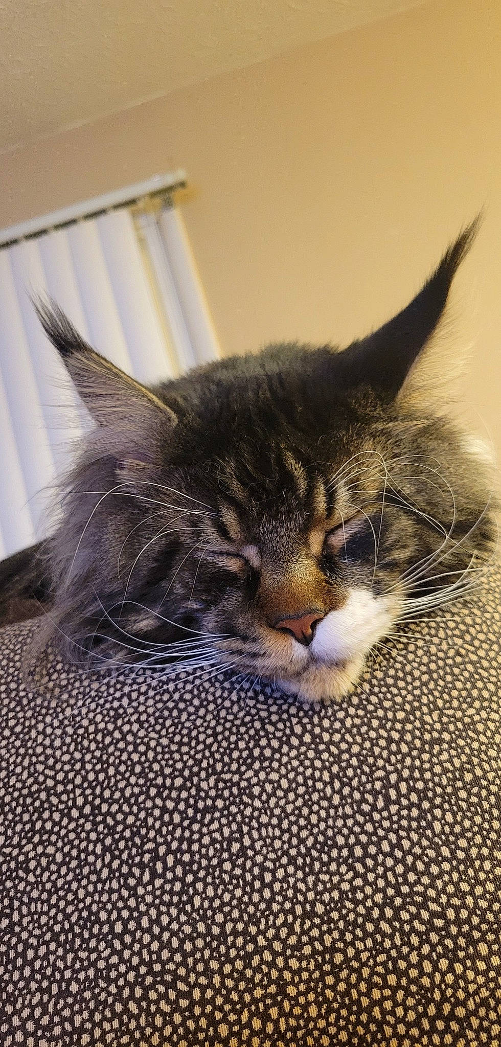 Raj is registered to the contest to win money with this photo: carnivore, cat, claw, comfort, domestic_short_haired_cat, ear, felidae, fur, nap, paw, sleep, small_to_medium_sized_cats, snout, whiskers