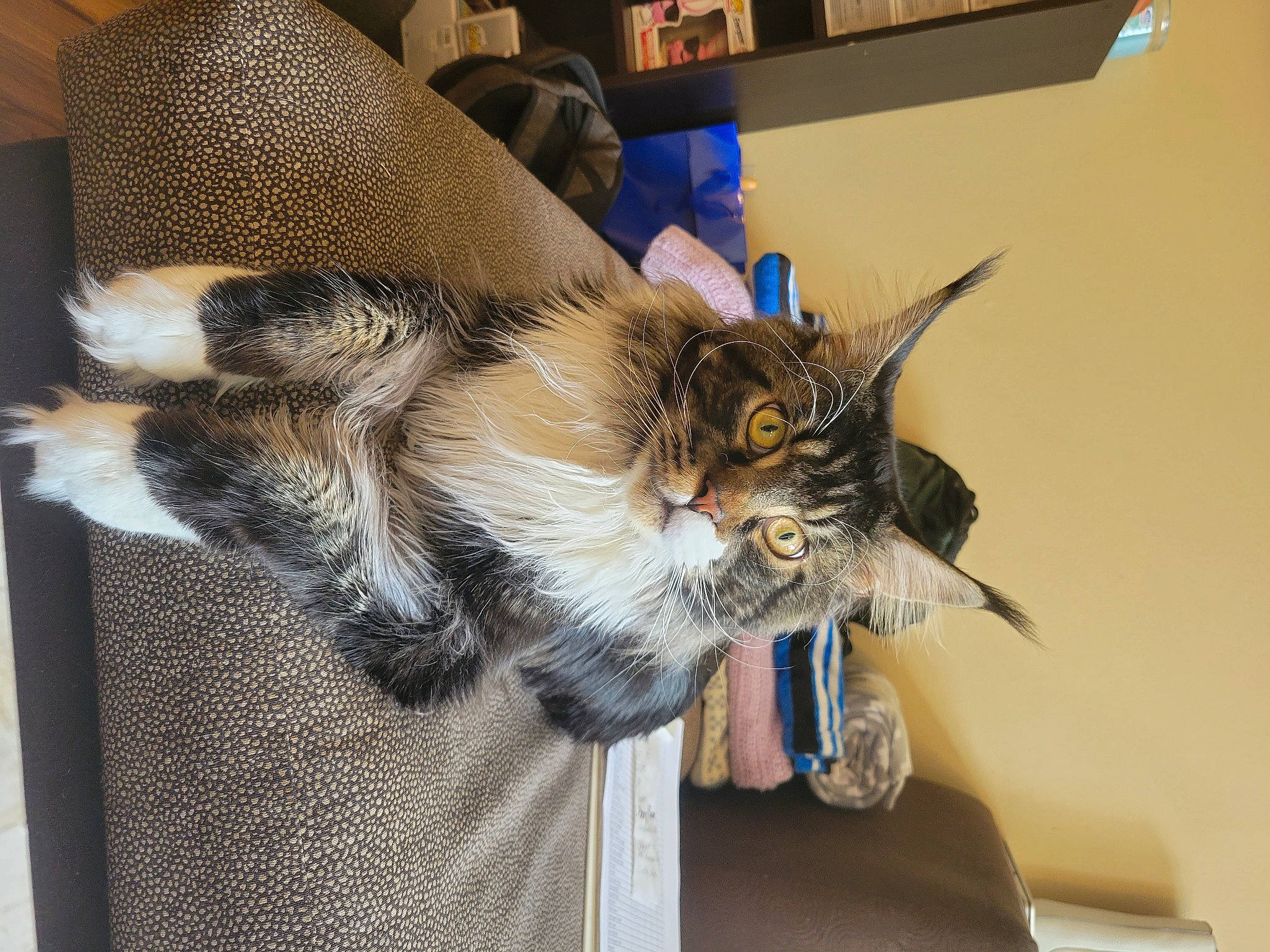 Raj is registered to the contest to win money with this photo: carnivore, cat, cat_supply, claw, domestic_short_haired_cat, ear, felidae, fur, paw, small_to_medium_sized_cats, tail, whiskers