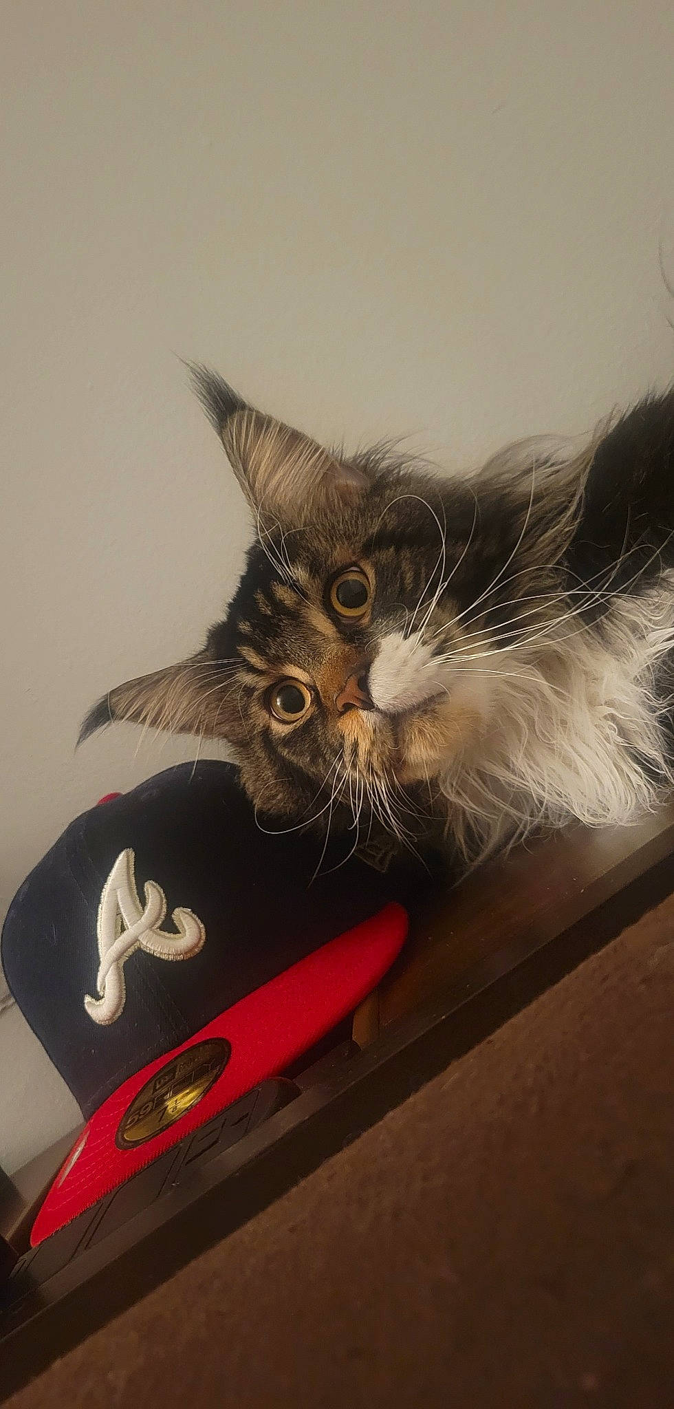 Raj joined the competition — help win amazing prizes! black_cat, carmine, carnivore, cat, claw, cloud, cone, domestic_short_haired_cat, electronic_device, felidae, fruit, fur, office_supplies, paw, plant, small_to_medium_sized_cats, tail, tree, whiskers