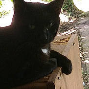 Doofy joined the competition — help win amazing prizes! animal, background, black_cat, cat, closeup, daylight, feline, greenery, leaf, nature, outdoor, paw, pet, quiet, relaxing, resting, shadow, tree, wildlife, wood