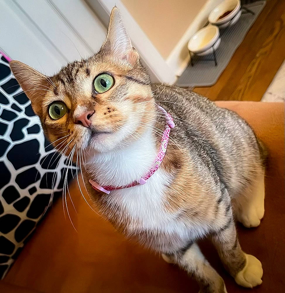 Aura joined the competition — help win amazing prizes! carnivore, cat, cat_supply, claw, collar, comfort, domestic_short_haired_cat, fawn, felidae, fur, paw, small_to_medium_sized_cats, snout, tail, whiskers, wildlife