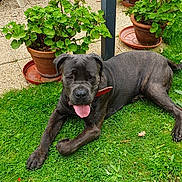 Tao a rejoint le concours — aidez-le/la à gagner de superbes lots ! dog, brindle, grass, garden, flower_pot, red_flower, outdoor, pet, canine, panting, collar, terra_cotta_pot, greenery, leafy_plants, patio, wall, relaxed, animal, tongue_out, summer