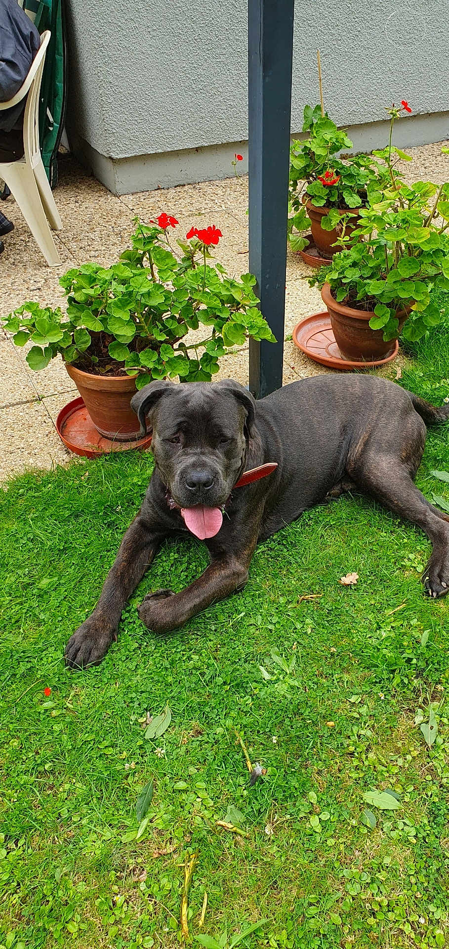 Tao a rejoint le concours — aidez-le/la à gagner de superbes lots ! dog, brindle, grass, garden, flower_pot, red_flower, outdoor, pet, canine, panting, collar, terra_cotta_pot, greenery, leafy_plants, patio, wall, relaxed, animal, tongue_out, summer