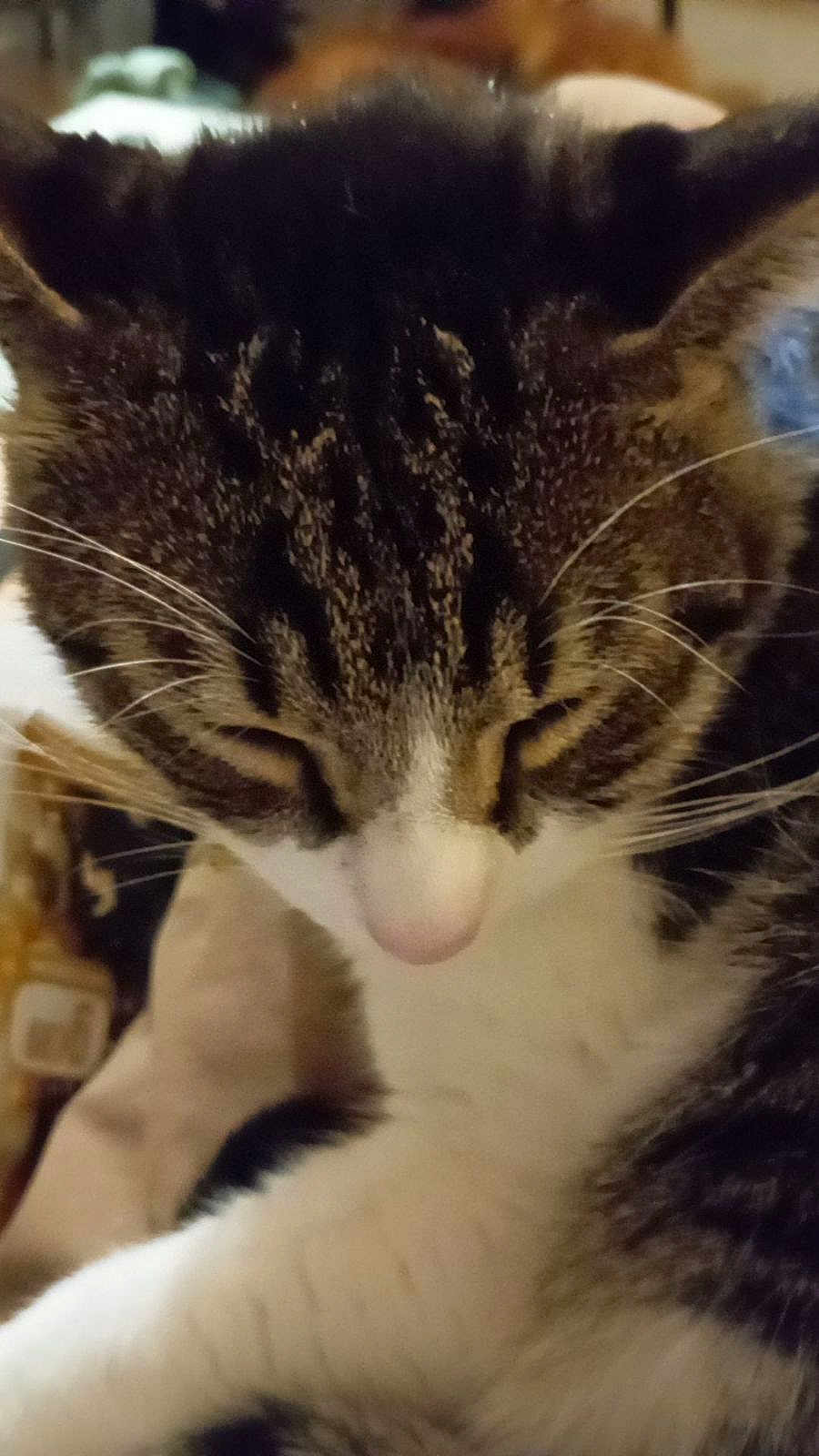 Tigrou