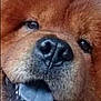animal, canine, close_up, companion, cute, dog, domestic_animal, face, fluffy, friendly, fur, furry, mouth, nose, pet, portrait, reddish_brown, snout, tongue, tongue_out