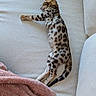Akira a rejoint le concours — aidez-le/la à gagner de superbes lots ! bengal, blanket_pink, cat, closeup, couch, cozy, fur, home, indoor, kitten, paw, pet, relaxed, resting, sleeping, spotted_pattern, stretching, tail, upholstery, whiskers