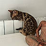 Akira participe au concours pour gagner de l'argent avec cette photo : bengal_cat, bronze_statue, cat, closeup, decor, fur, indoor, kitten, minimalism, pattern, pet, phone, radiator, relaxed, sleeping, smartphone, spots, statue, table, white_wall