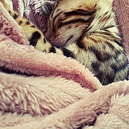 Akira a rejoint le concours — aidez-le/la à gagner de superbes lots ! bedding, blanket, cat, close_up, cozy, curled_up, ear, fur, indoor, kitten, nap, pet, pink, plush, portrait, sleeping, soft_texture, stripes, tabby, whiskers