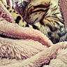 bedding, blanket, cat, close_up, cozy, curled_up, ear, fur, indoor, kitten, nap, pet, pink, plush, portrait, sleeping, soft_texture, stripes, tabby, whiskers