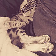 Akira participe au concours pour gagner de l'argent avec cette photo : kitten, cat, sleeping, paws, blanket, lap, stripes, spots, fur, cozy, indoors, closeup, sofa, clothing, pet, nap, relaxing, portrait, soft_texture, vertical_frame