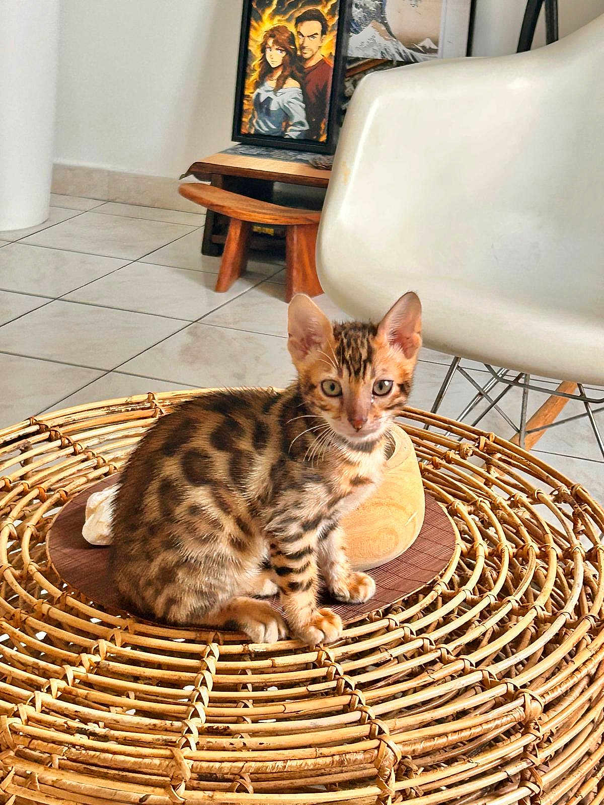 Akira a rejoint le concours — aidez-le/la à gagner de superbes lots ! cat, kitten, bengal_cat, pet, wicker_table, rattan, chair, tile_floor, indoor, painting, framed_art, wooden_stool, whiskers, spots, stripes, eyes, sitting, home_decor, furniture, cute