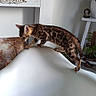 bengal_cat, cat, climbing, copper_pineapple, curiosity, furniture, home_decor, indoor, kitten, leaves, light_and_shadow, mantel, photography, picture_frame, pinecone, potted_plant, spotted_fur, tail, wall_art, white_chair