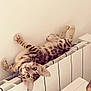 Akira a rejoint le concours — aidez-le/la à gagner de superbes lots ! cat, kitten, tabby, spotted, radiator, indoor, wall, paws, whiskers, ears, upside_down, looking_at_camera, furniture, home, cozy, pet, stripes, playful, young, heater