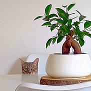 Vahinė a rejoint le concours — aidez-le/la à gagner de superbes lots ! cat, plant, potted_plant, table, chair, wooden_coaster, green_leaves, curious, indoor, minimalistic, white_furniture, pet, animal, eyes, feline, home, decor, nature, leafy, quiet