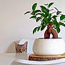 cat, plant, potted_plant, table, chair, wooden_coaster, green_leaves, curious, indoor, minimalistic, white_furniture, pet, animal, eyes, feline, home, decor, nature, leafy, quiet