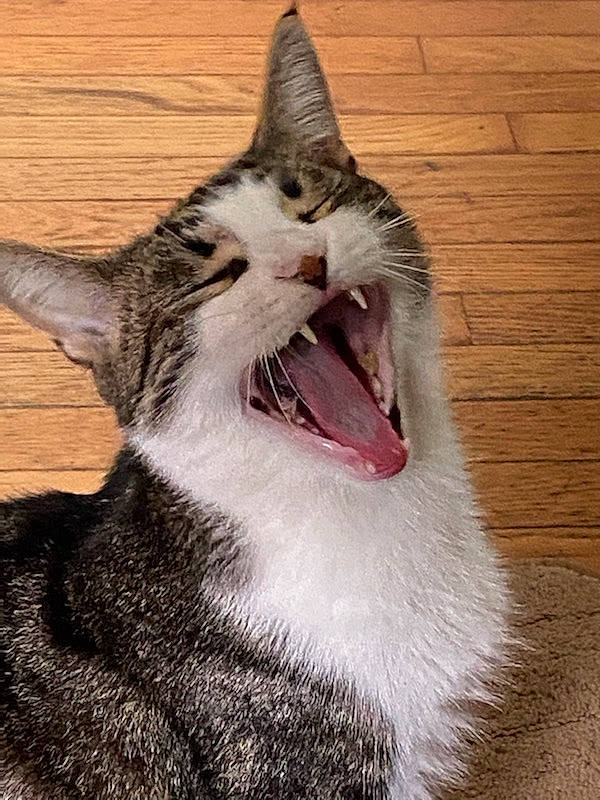 Toes is registered to the contest to win money with this photo: carnivore, cat, claw, domestic_short_haired_cat, fang, felidae, fur, happy, jaw, paw, roar, shout, small_to_medium_sized_cats, snout, terrestrial_animal, tooth, whiskers, window, wood, yawn