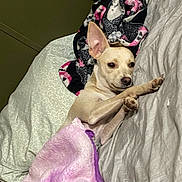 Byron is registered to the contest to win money with this photo: dog, bed, blanket, purple_blanket, pink_black_blanket, light_tan_dog, pet, indoor, resting, cozy, fur, animal, cute, small_dog, relaxed, sleeping_area, paw, ears, snout, comfort