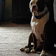 Lexi is registered to the contest to win money with this photo: dog, indoor, carpet, collar, pet, animal, brown, white, black, sitting, floor, furniture, cabinet, light, shadow, portrait, canine, house, domestic, quiet