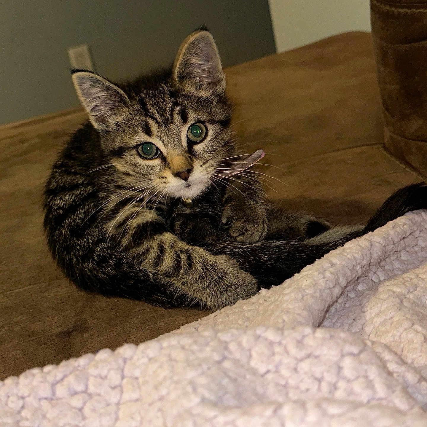 Lulu is registered to the contest to win money with this photo: animal, blanket, cat, couch, cozy, curious, cute, domestic, feline, fur, green_eyes, indoor, kitten, pet, playful, resting, small, tabby, whiskers, young