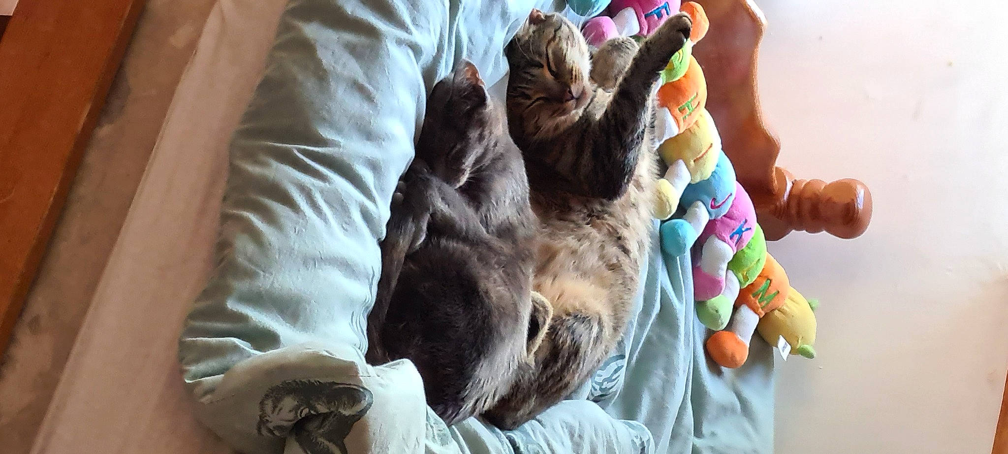 Paillette participe au concours pour gagner de l'argent avec cette photo : bed, canidae, carnivore, comfort, companion_dog, dog_breed, fawn, felidae, fur, gesture, happy, linens, nap, room, small_to_medium_sized_cats, sporting_group, textile, whiskers, wrinkle, wrist