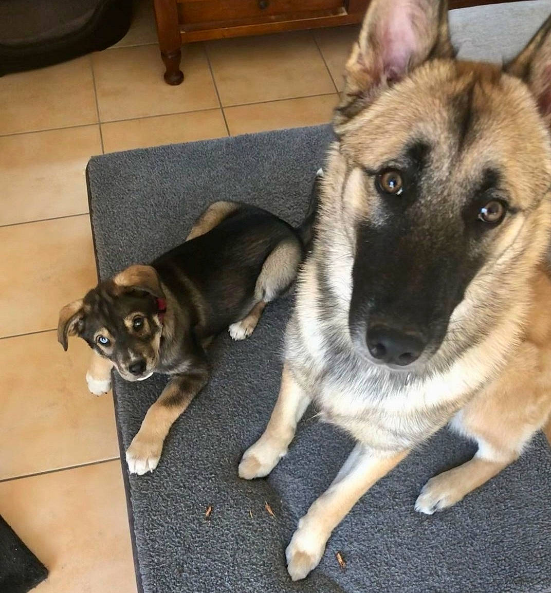 Scott participe au concours pour gagner de l'argent avec cette photo : canidae, carnivore, companion_dog, dog, dog_breed, fawn, flooring, flowerpot, fur, german_shepherd_dog, hardwood, herding_dog, houseplant, king_shepherd, mammal, pet_supply, snout, sporting_group, tail, working_animal