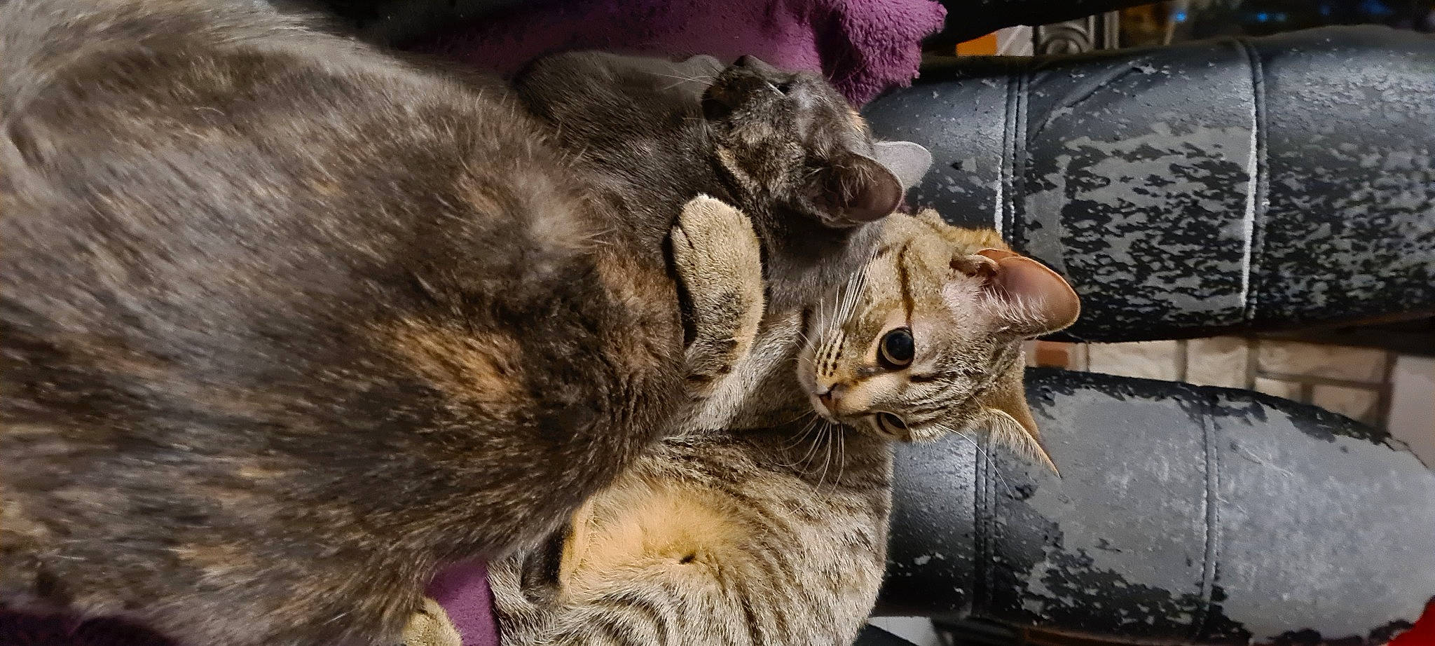 Laya a rejoint le concours — aidez-le/la à gagner de superbes lots ! carnivore, cat, claw, domestic_short_haired_cat, felidae, fur, paw, small_to_medium_sized_cats, snout, tail, terrestrial_animal, whiskers, wildlife