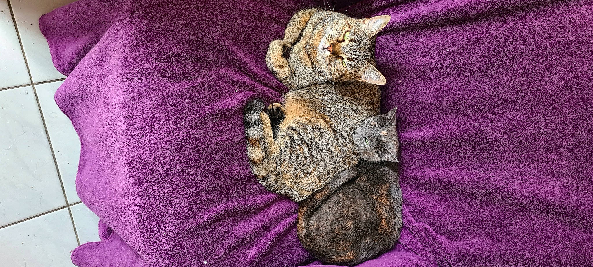 Laya a rejoint le concours — aidez-le/la à gagner de superbes lots ! baby_toddler_clothing, cat, fashion_accessory, fawn, felidae, fur, grey, linens, magenta, pattern, pink, purple, sleeve, small_to_medium_sized_cats, tail, thread, violet, whiskers, wool, woolen