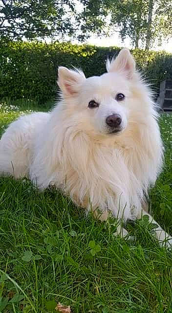 Elliot participe au concours pour gagner de l'argent avec cette photo : american_eskimo_dog, carnivore, companion_dog, dog, dog_breed, dog_supply, fur, german_spitz, german_spitz_klein, german_spitz_mittel, grass, indian_spitz, japanese_spitz, plant, samoyed, spitz, sporting_group, toy_dog, tree, volpino_italiano