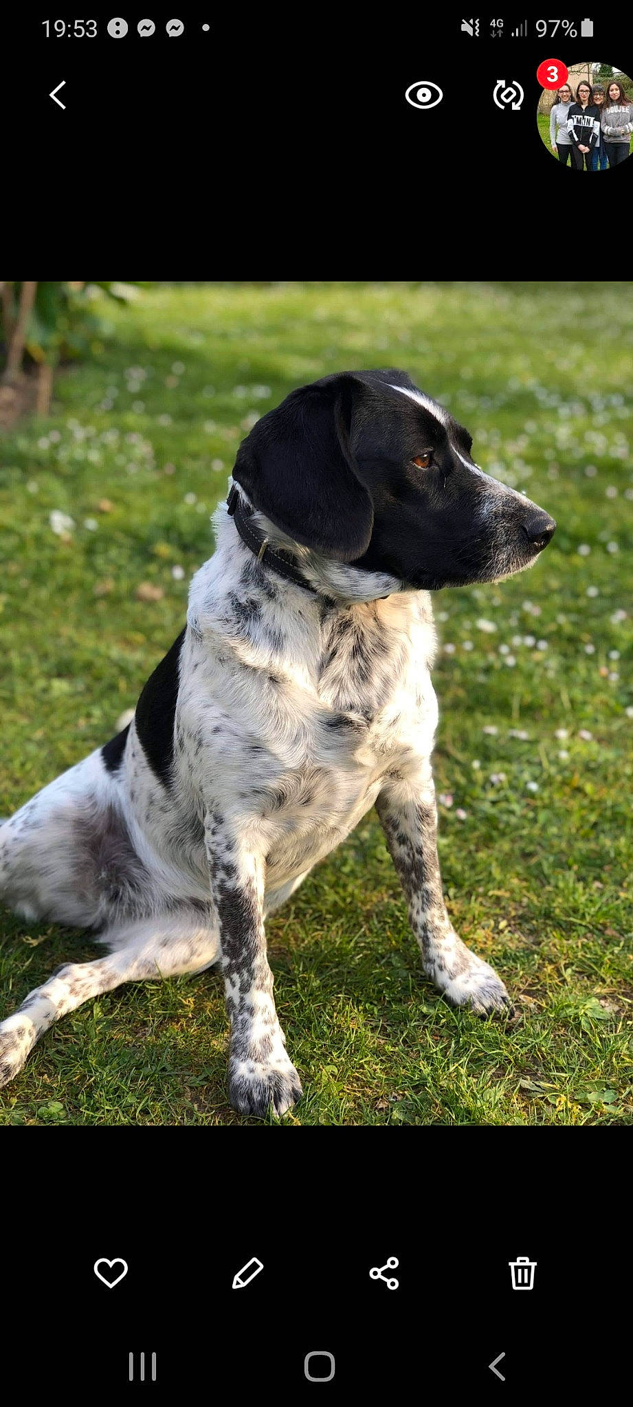Naïs participe au concours pour gagner de l'argent avec cette photo : canidae, carnivore, collar, companion_dog, dog, dog_breed, dog_collar, german_shorthaired_pointer, grass, gun_dog, old_danish_pointer, plant, pointing_breed, puppy, snout, sporting_group, tail, whiskers, working_animal, working_dog
