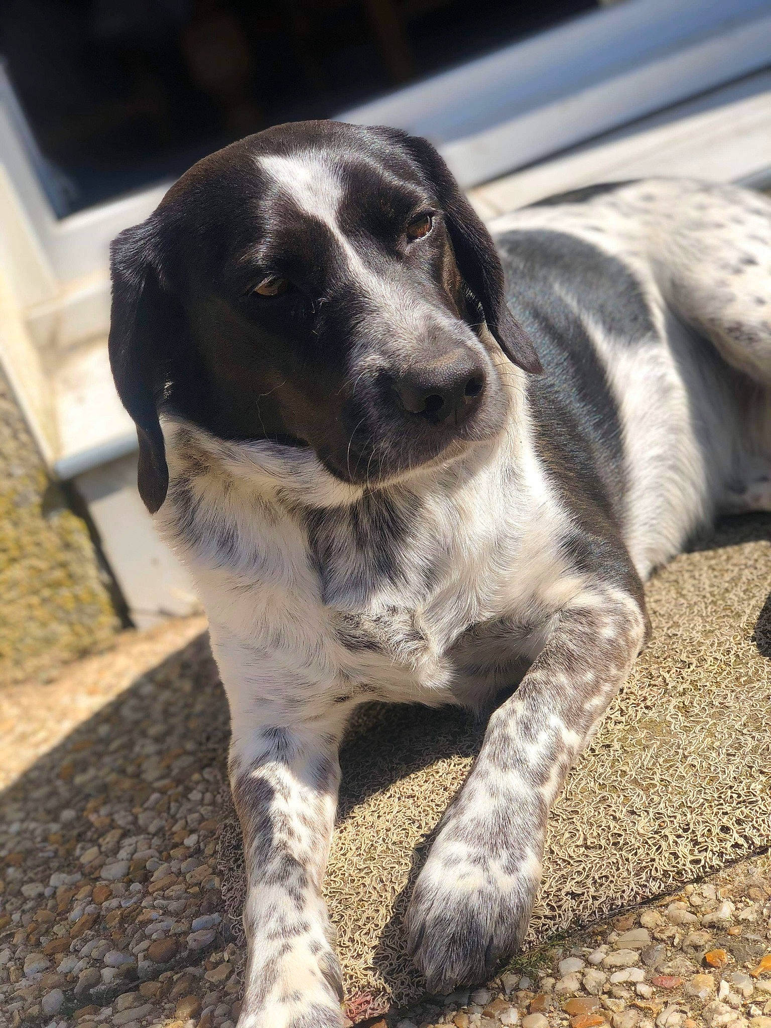 Naïs participe au concours pour gagner de l'argent avec cette photo : canidae, carnivore, companion_dog, dog, dog_breed, fawn, fur, hunting_dog, snout, sporting_group, tail, terrestrial_animal, whiskers, working_animal, working_dog