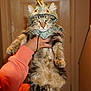 Ozzy is registered to the contest to win money with this photo: animal, cat, costume, cute, dinosaur_hat, domestic_animal, ears, expression, fur, furry, hand, holding, indoor, mammal, orange_sleeve, person, pet, portrait, tabby, whiskers