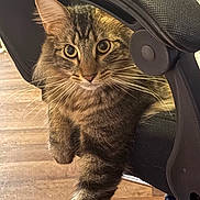 Ozzy joined the competition — help win amazing prizes! animal, cat, chair_armrest, closeup, curious, domestic_animal, feline, fur, household, indoor, looking, office_chair, paw, pet, playful, striped_fur, tabby, tabby_cat, whiskers, wooden_floor