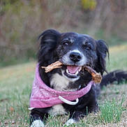 Luna joined the competition — help win amazing prizes! dog, bandana, black_dog, grass, stick, outdoor, pet, animal, nature, happy, canine, chewing, lying_down, playful, fur, tongue, ears, smile, field, daytime