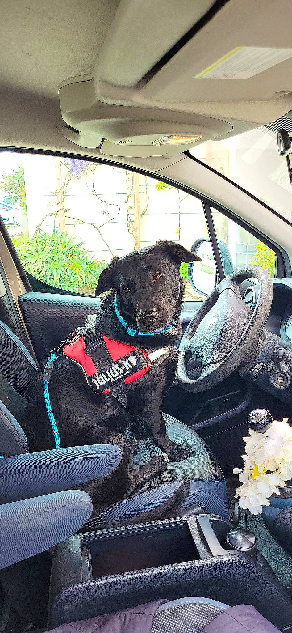Meiko a rejoint le concours — aidez-le/la à gagner de superbes lots ! automotive_design, automotive_exterior, automotive_mirror, car, car_seat, car_seat_cover, carnivore, collar, companion_dog, dog, dog_breed, head_restraint, motor_vehicle, personal_luxury_car, snout, steering_part, steering_wheel, vehicle, vehicle_door, window