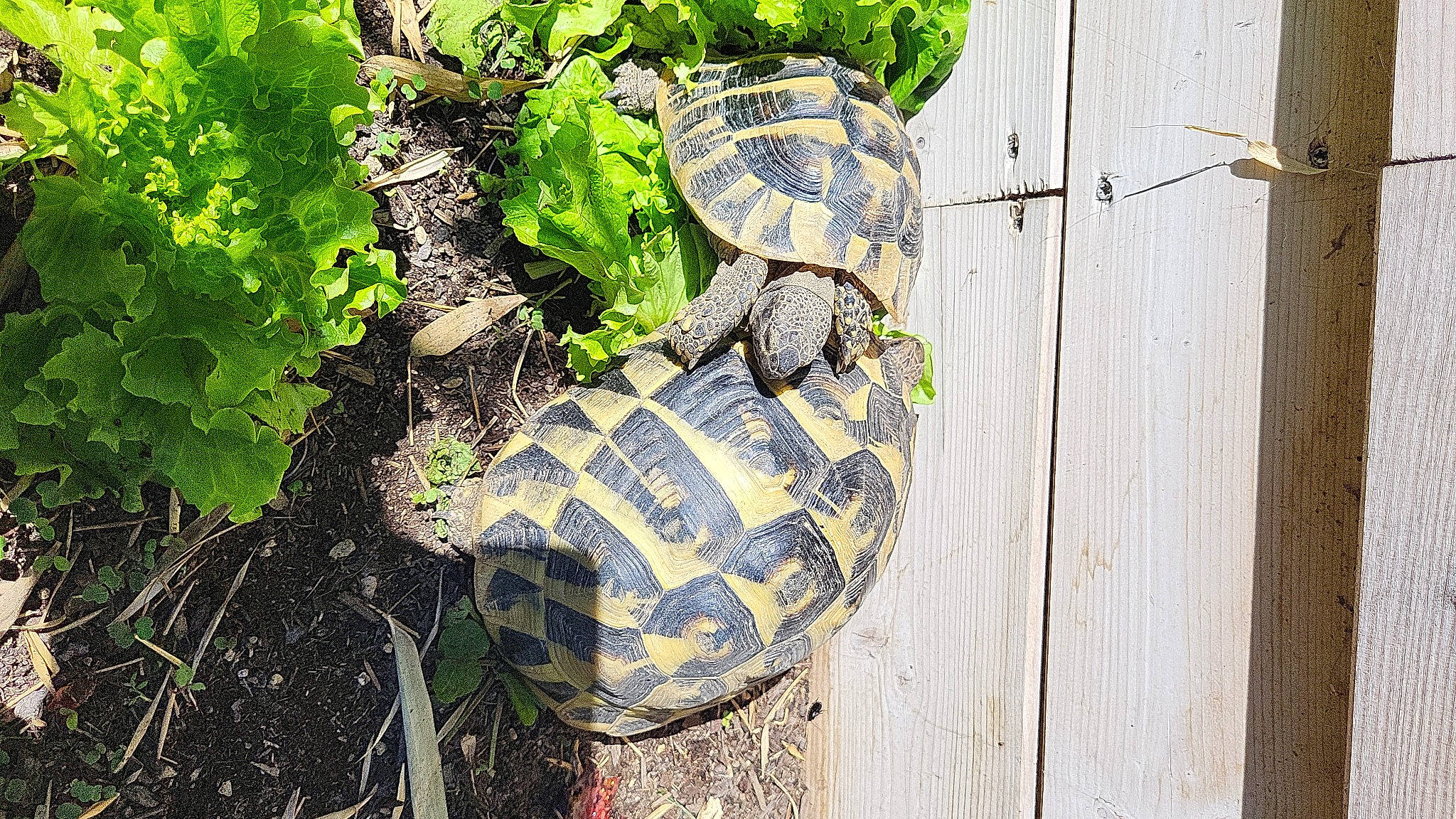Meïko a rejoint le concours — aidez-le/la à gagner de superbes lots ! annual_plant, arthropod, fashion_accessory, grass, groundcover, hardwood, hat, herb, leaf_vegetable, pattern, personal_protective_equipment, plant, reptile, rock, shadow, soil, terrestrial_animal, trunk, wildlife, wood