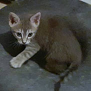 Ziggy participe au concours pour gagner de l'argent avec cette photo : kitten, cat, animal, pet, curious, small, crouching, fur, whiskers, ears, tail, indoor, dark, closeup, young, cute, mammal, feline, playful, looking