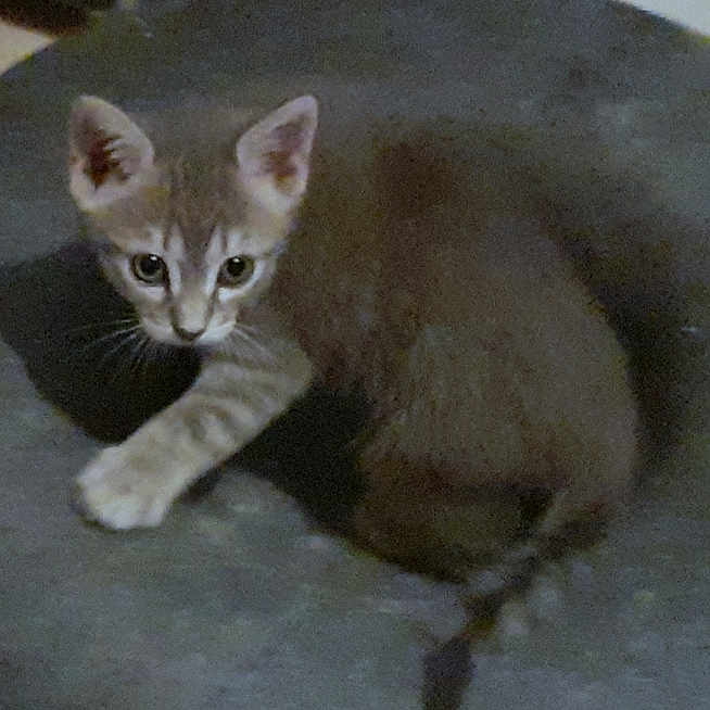 Ziggy participe au concours pour gagner de l'argent avec cette photo : kitten, cat, animal, pet, curious, small, crouching, fur, whiskers, ears, tail, indoor, dark, closeup, young, cute, mammal, feline, playful, looking