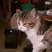 Mignon a rejoint le concours — aidez-le/la à gagner de superbes lots ! cat, fluffy_cat, indoor, table, wooden_furniture, household_items, dim_lighting, pet, animal, fur, sitting, looking_away, room, domestic, home, furniture, domestic_animal, mammal, feline, curious